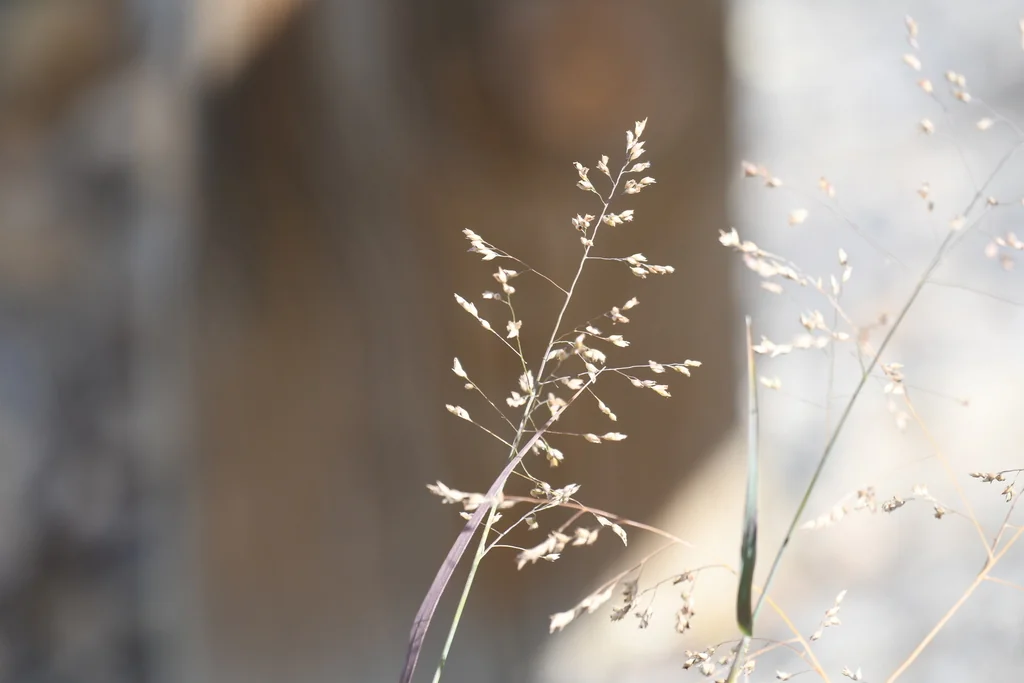 Sporobolus Airoides