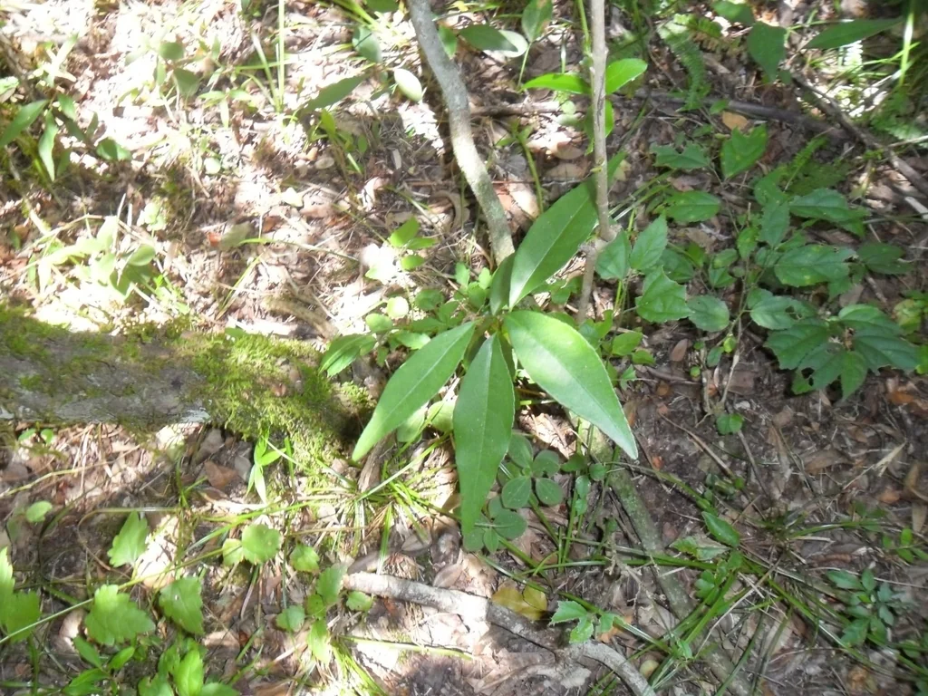 Citrus Tangerina