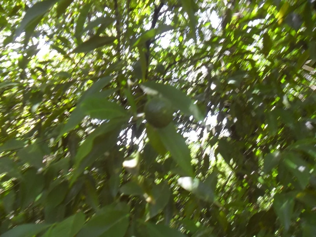 Citrus Tangerina