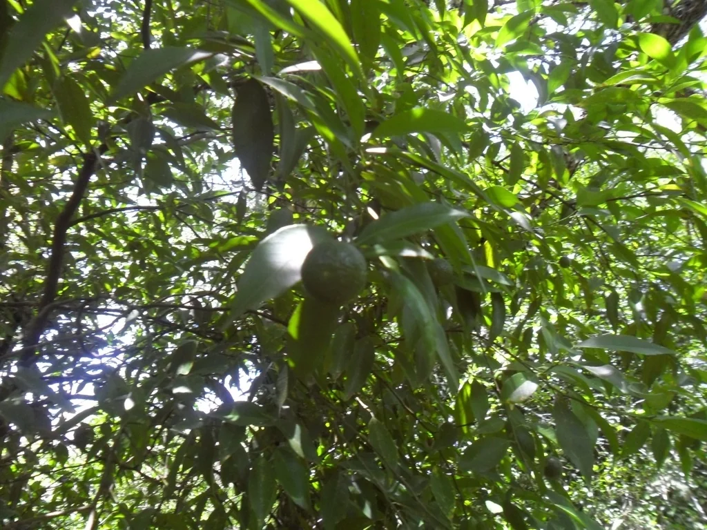 Citrus Tangerina