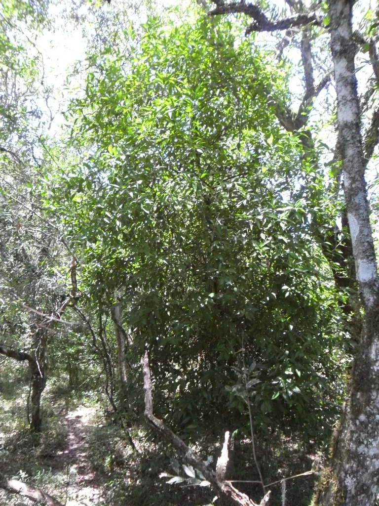 Citrus Tangerina