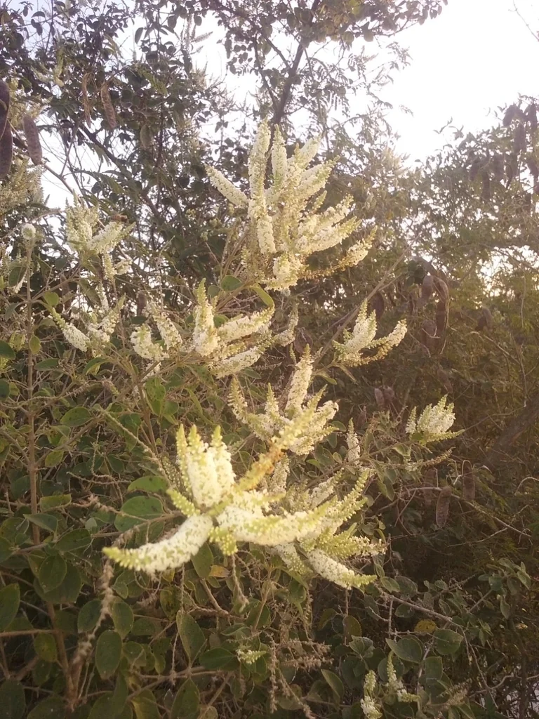 Aloysia Virgata