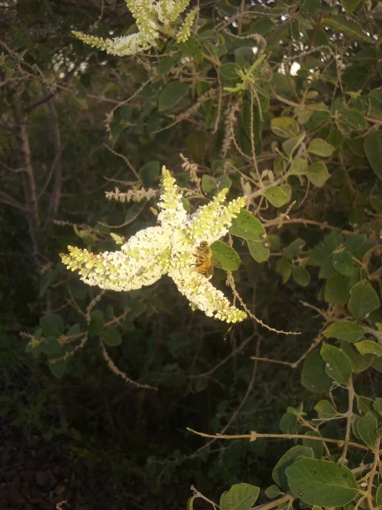Aloysia Virgata