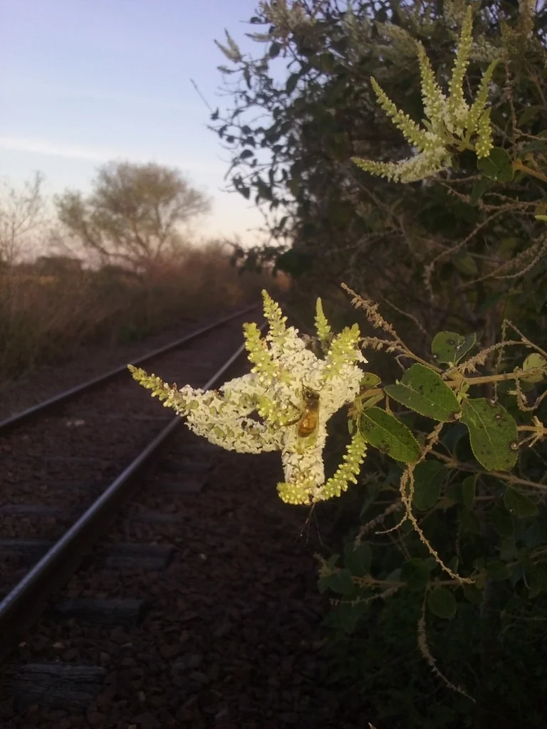 Aloysia Virgata