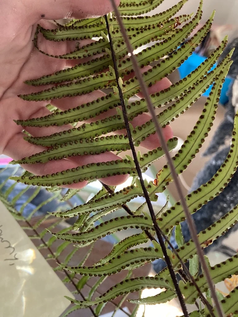 Nephrolepis Exaltata