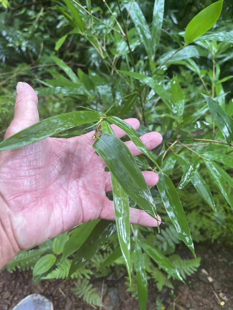Phyllostachys Nigra