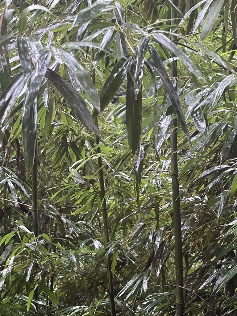 Phyllostachys Nigra