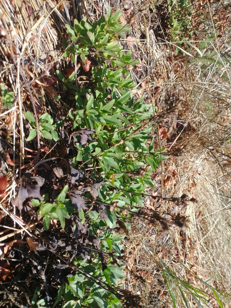 Penstemon Cardwellii