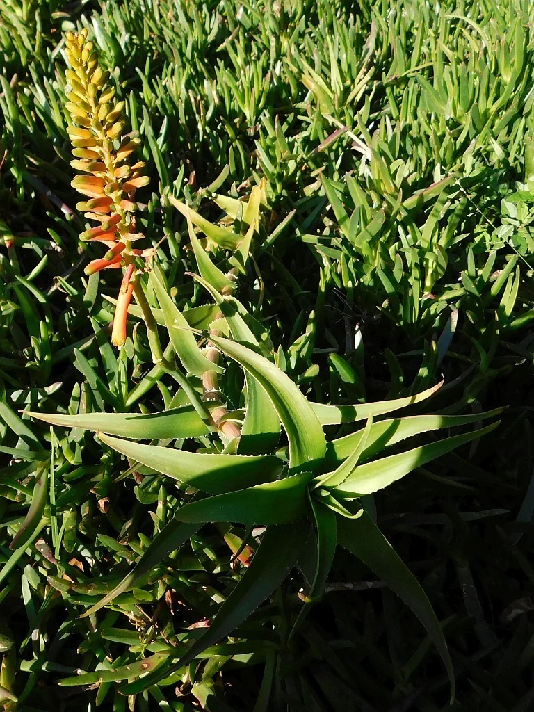 Aloe Ciliaris