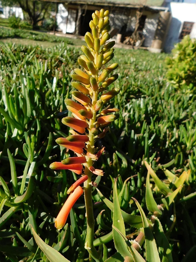 Aloe Ciliaris