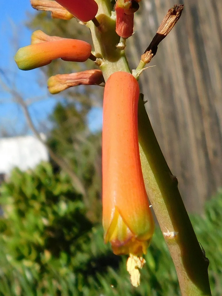 Aloe Ciliaris