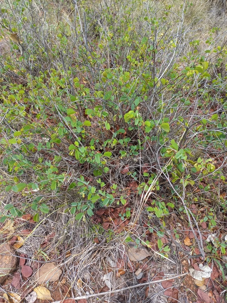Bauhinia Galpinii