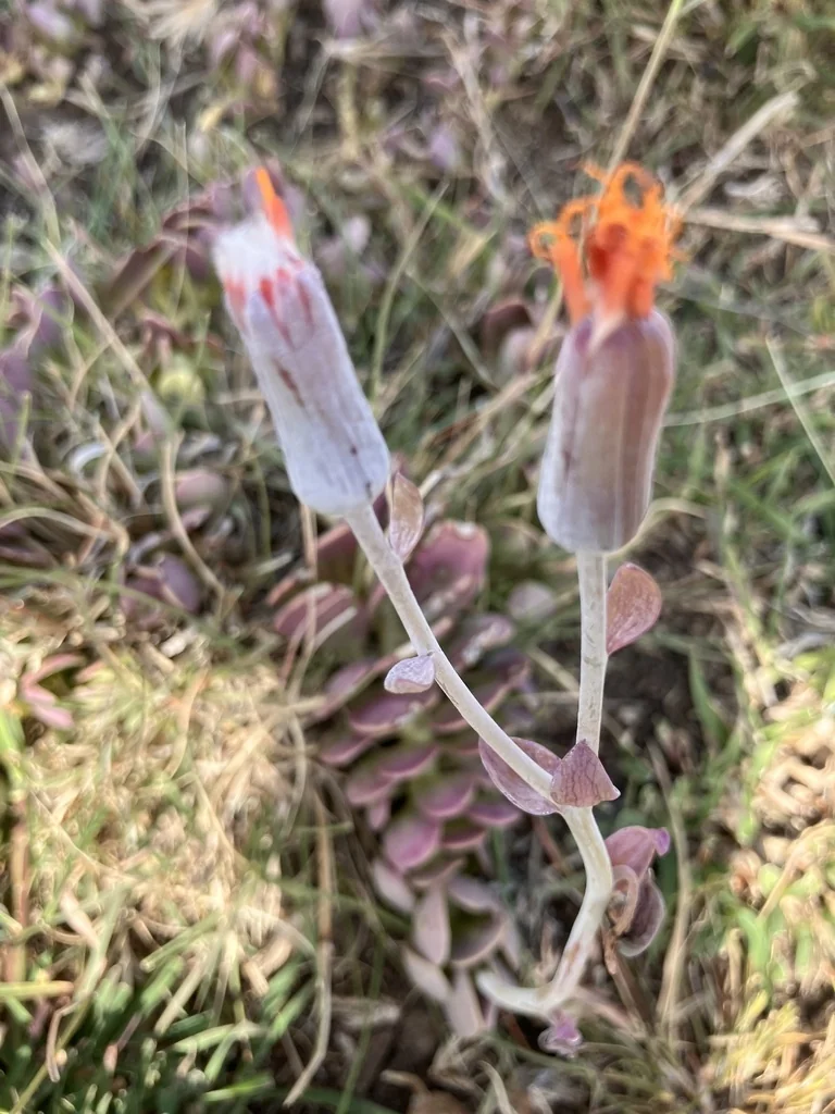 Senecio Jacobsenii