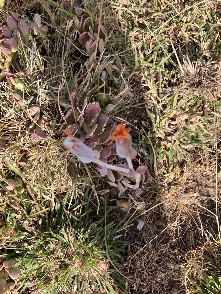 Senecio Jacobsenii