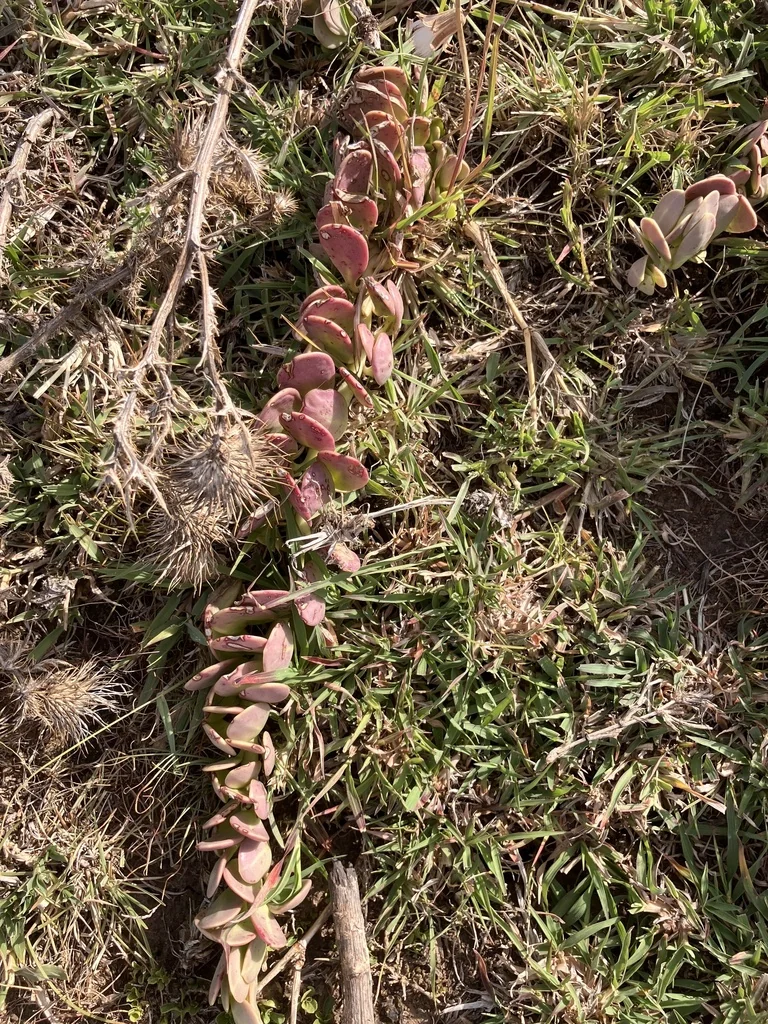 Senecio Jacobsenii