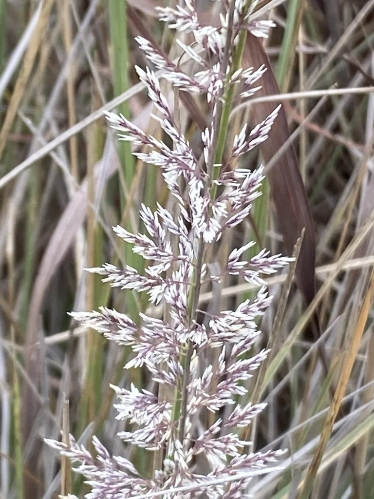 Muhlenbergia Lindheimeri