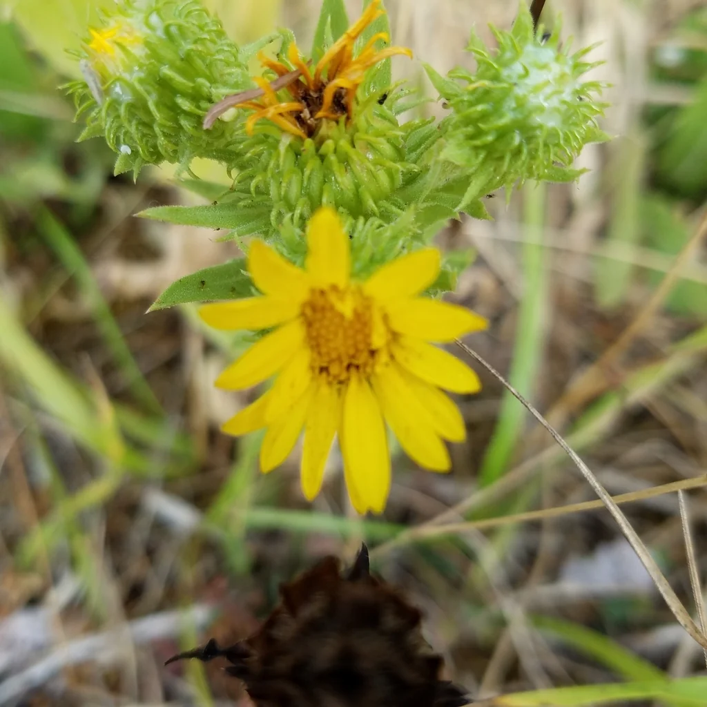 Grindelia Integrifolia
