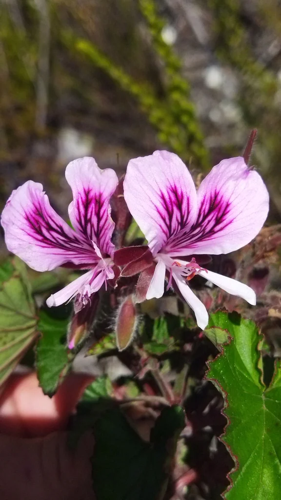 Pelargonium Cordifolium