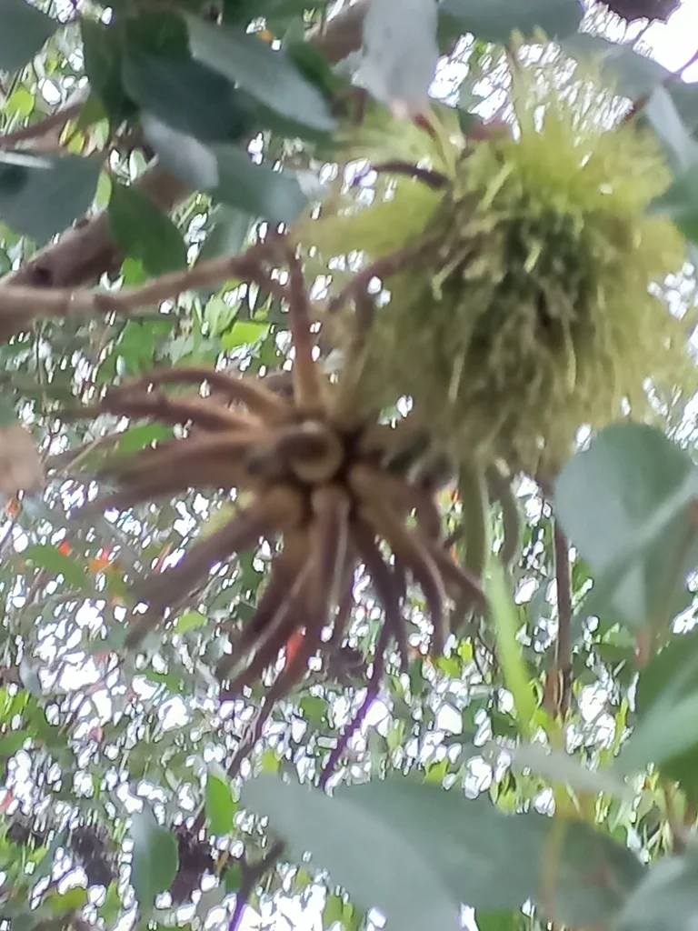 Eucalyptus Conferruminata