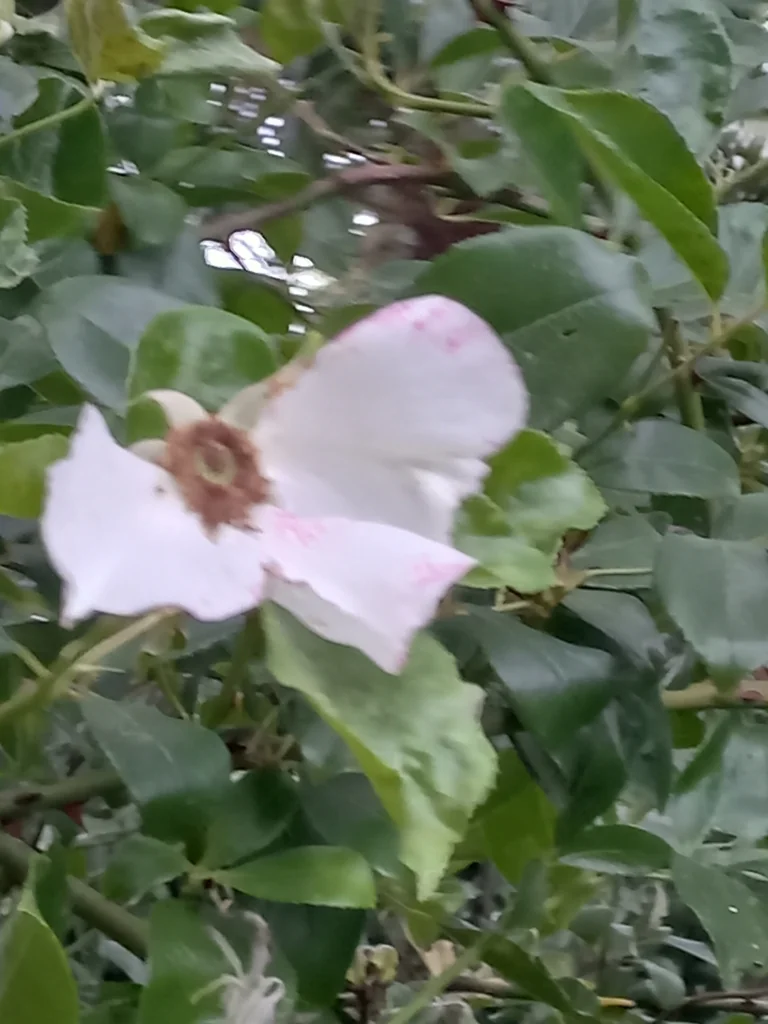 Rosa Laevigata