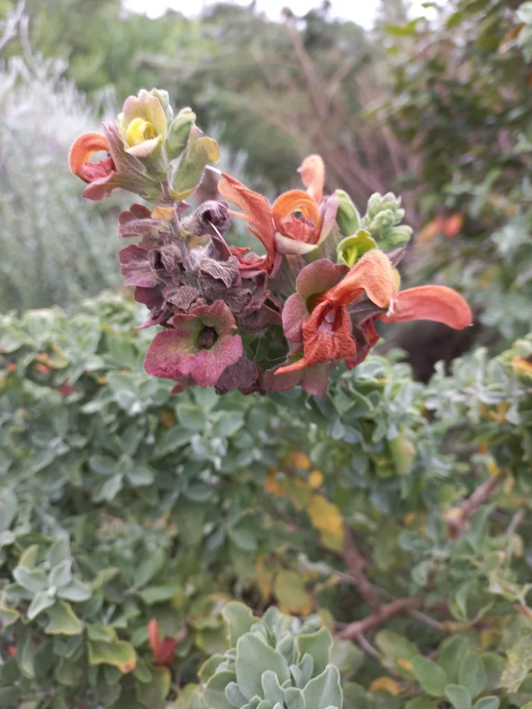 Salvia Africana-Lutea