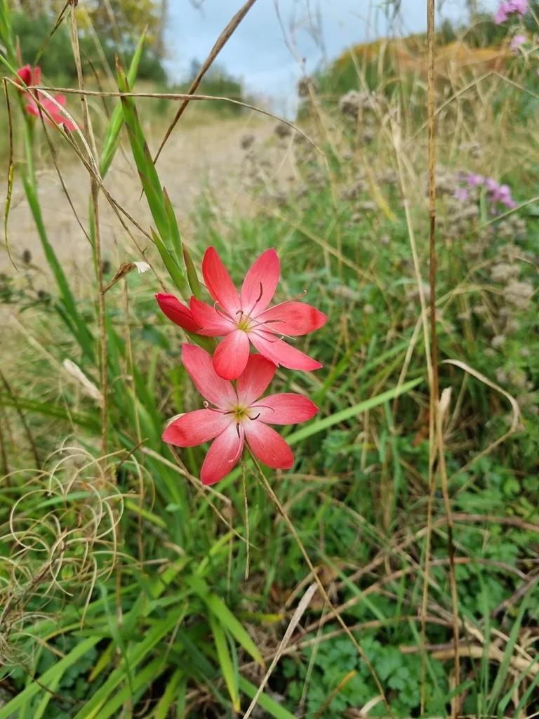 Schizostylis Coccinea