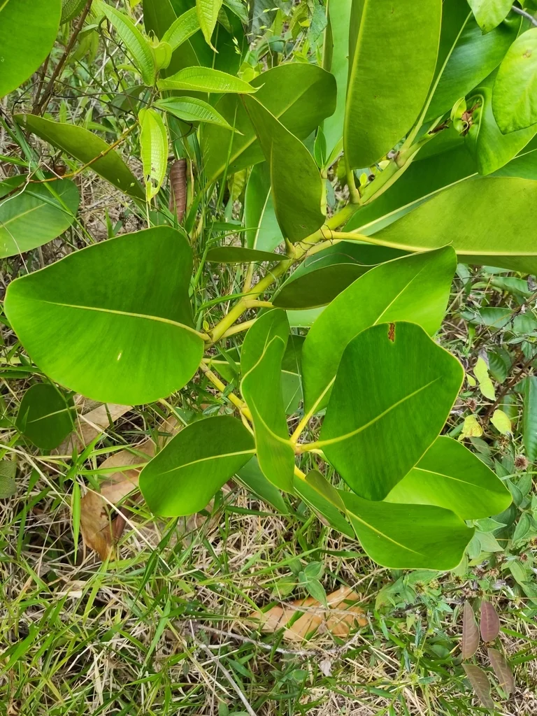 Ficus elastica