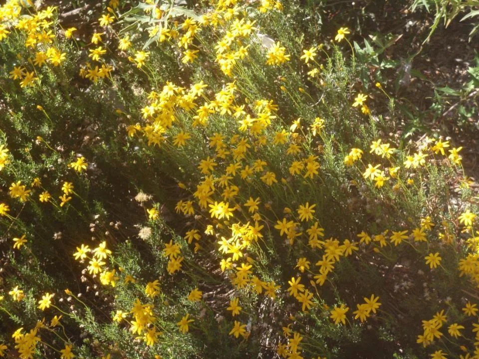 Chrysactinia Mexicana