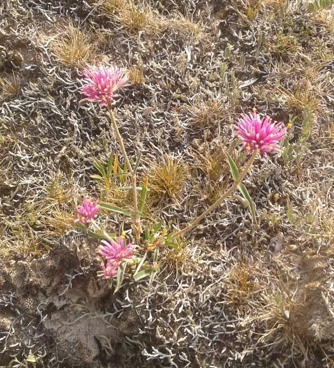 Gomphrena pulchella