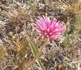 Gomphrena pulchella