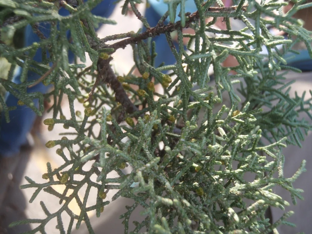 Cupressus Arizonica