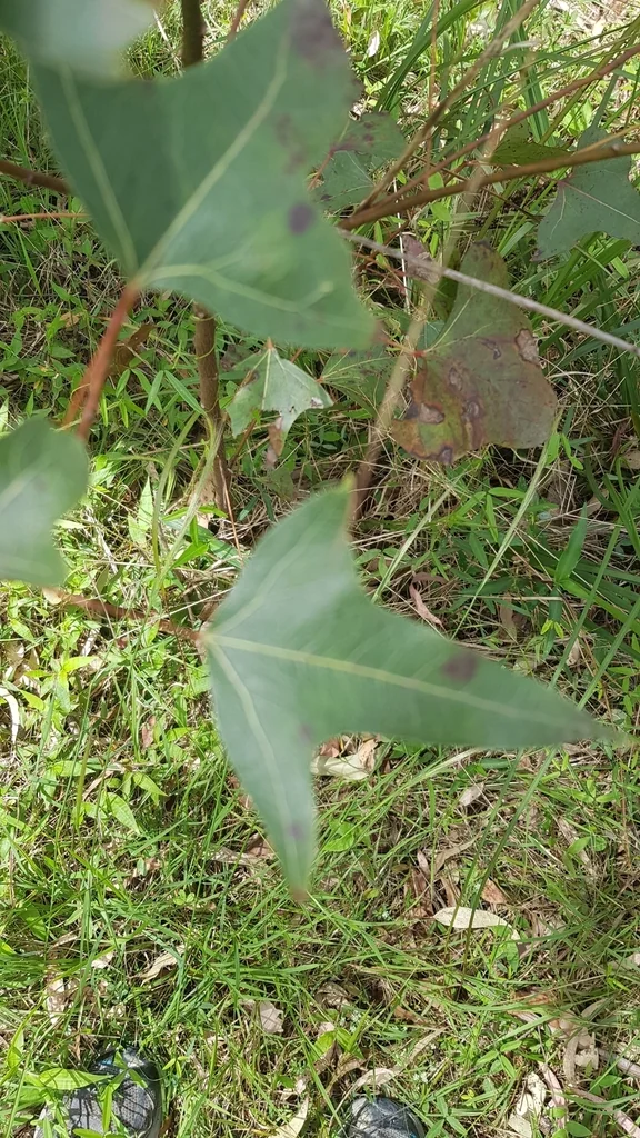 Brachychiton Populneus