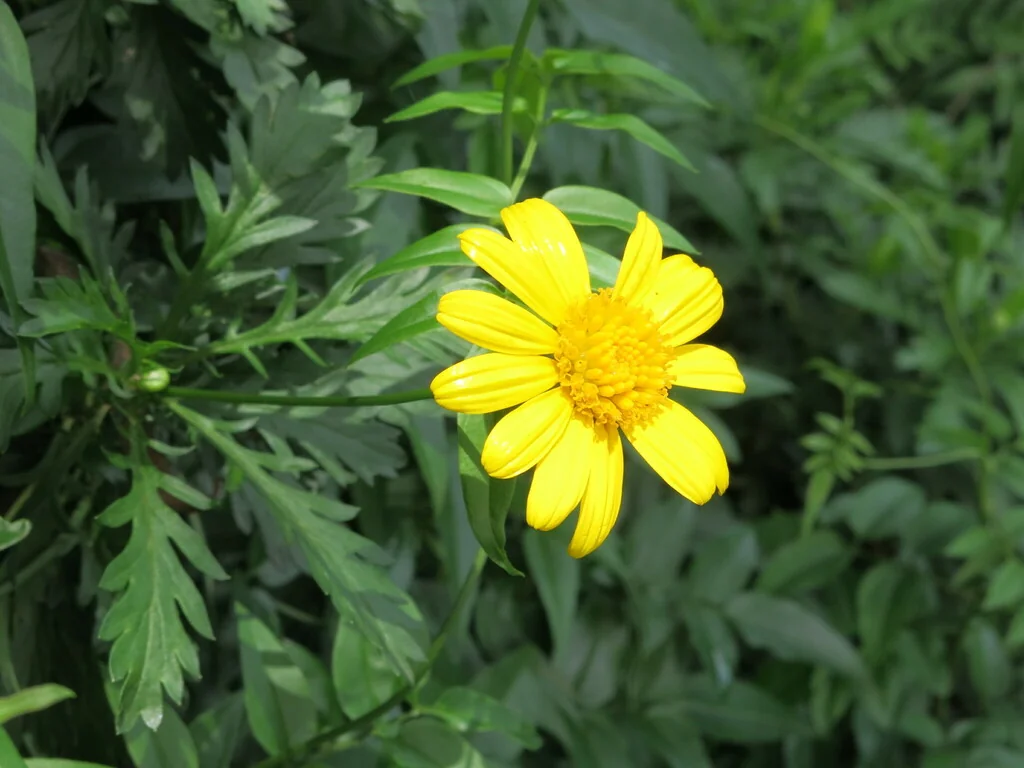 Euryops Chrysanthemoides