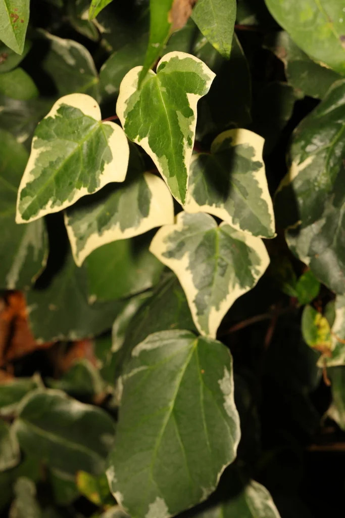 Hedera Algeriensis