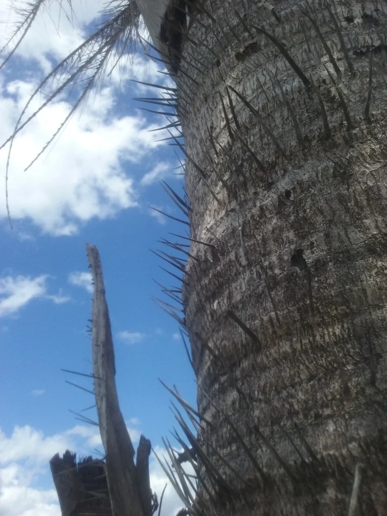 Acrocomia Totai