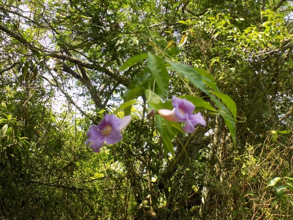 Clytostoma Callistegioides