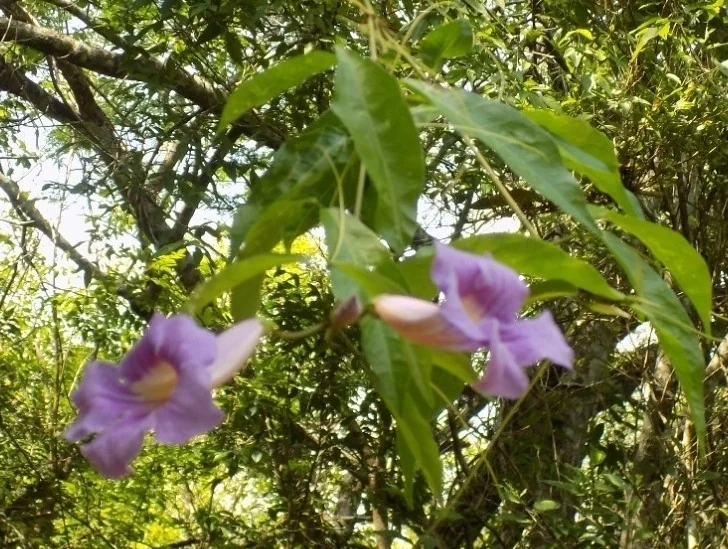 Clytostoma Callistegioides