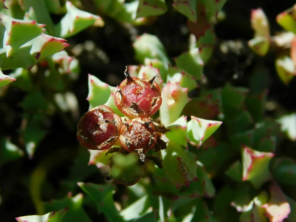 Oscularia Deltoides