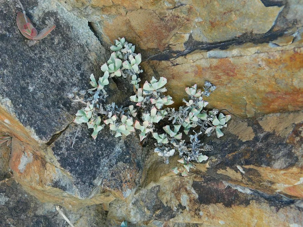 Oscularia Deltoides