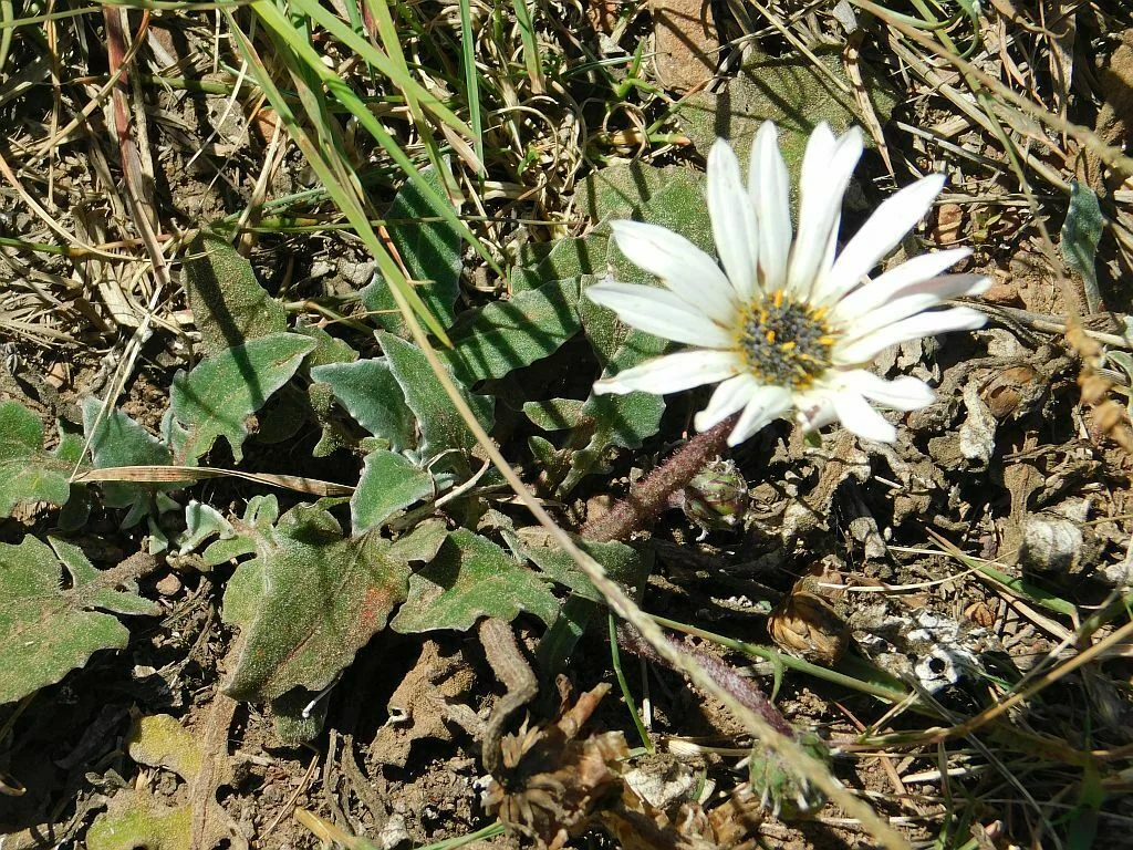 Arctotis Acaulis