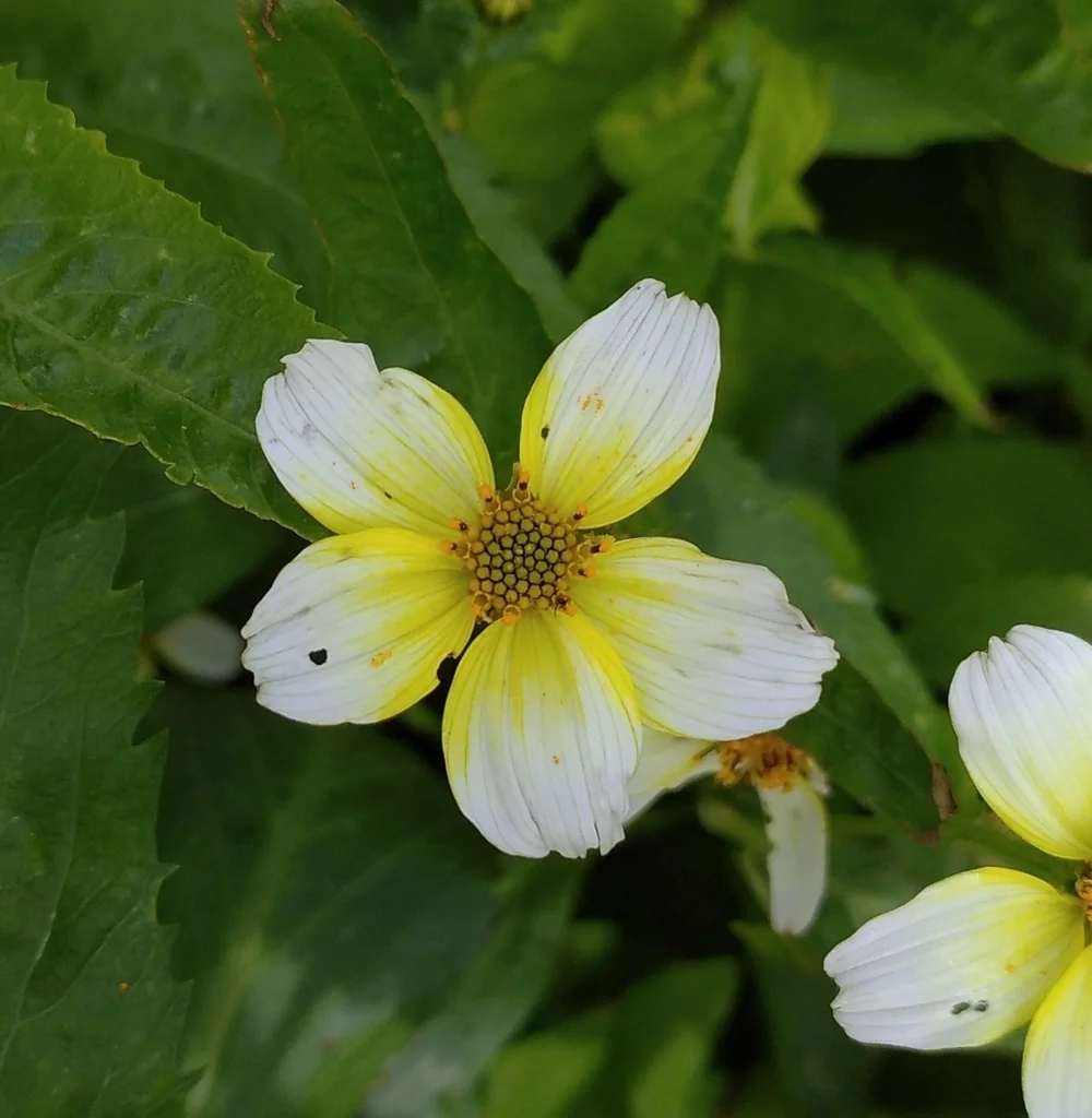 Bidens ferulifolia
