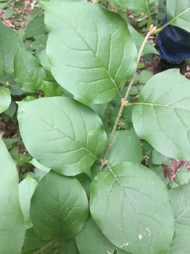 Syringa Reticulata