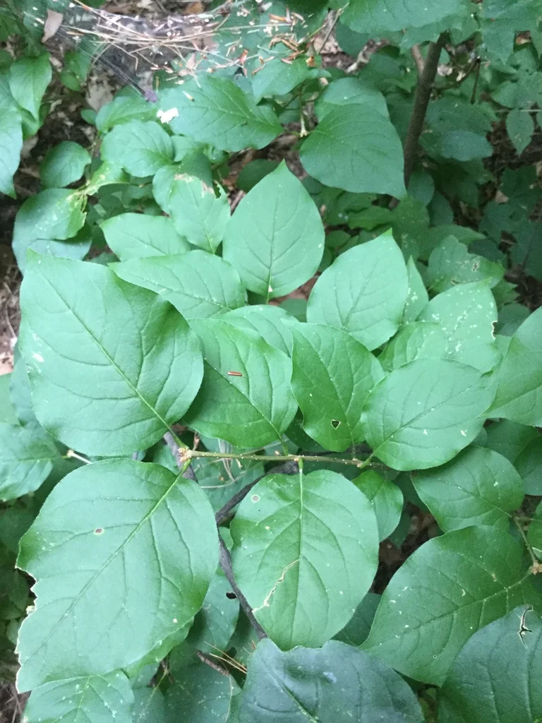 Syringa Reticulata