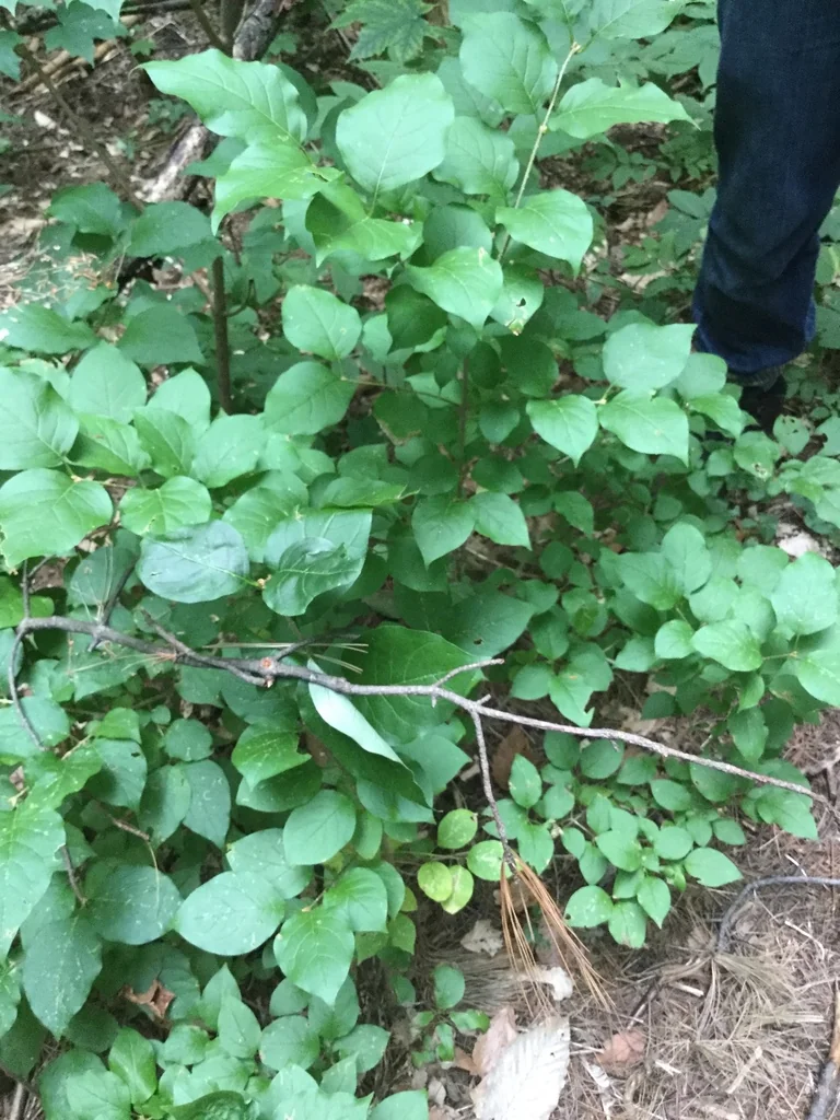 Syringa Reticulata