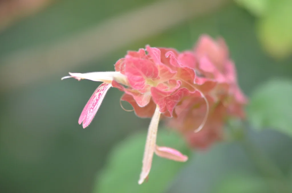 Justicia Brandegeeana
