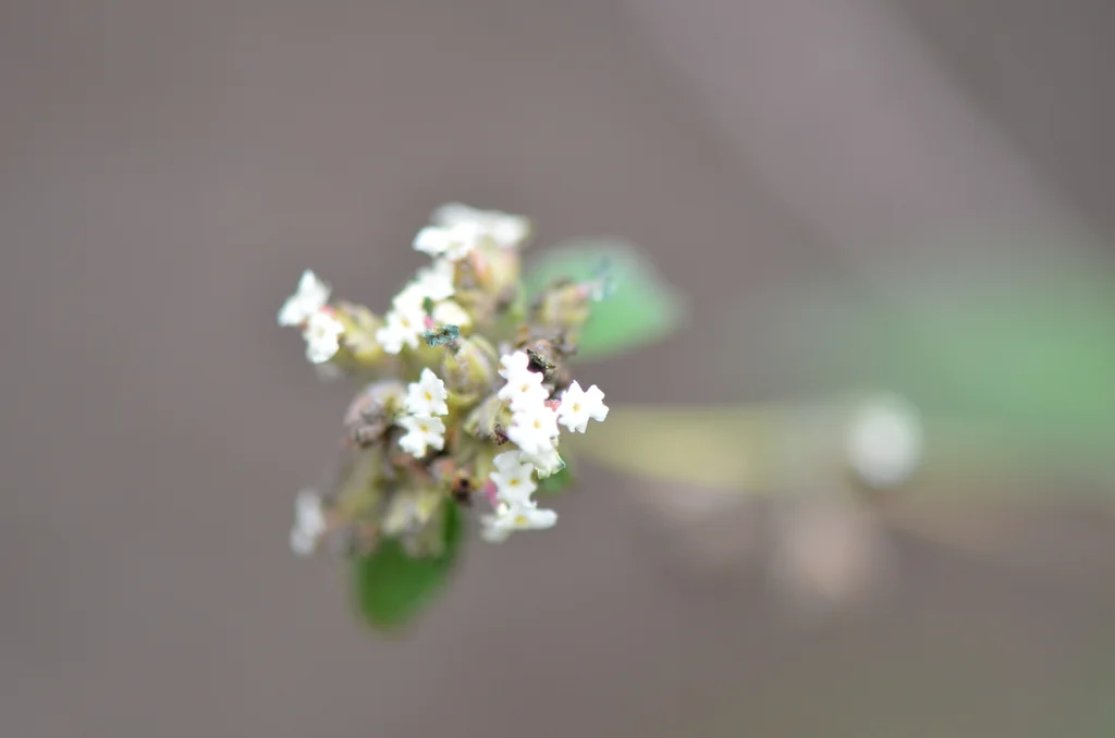 Lippia Graveolens