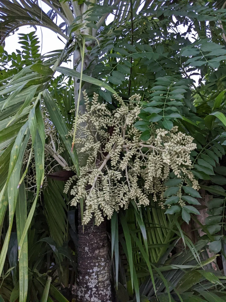 Adonidia Merrillii