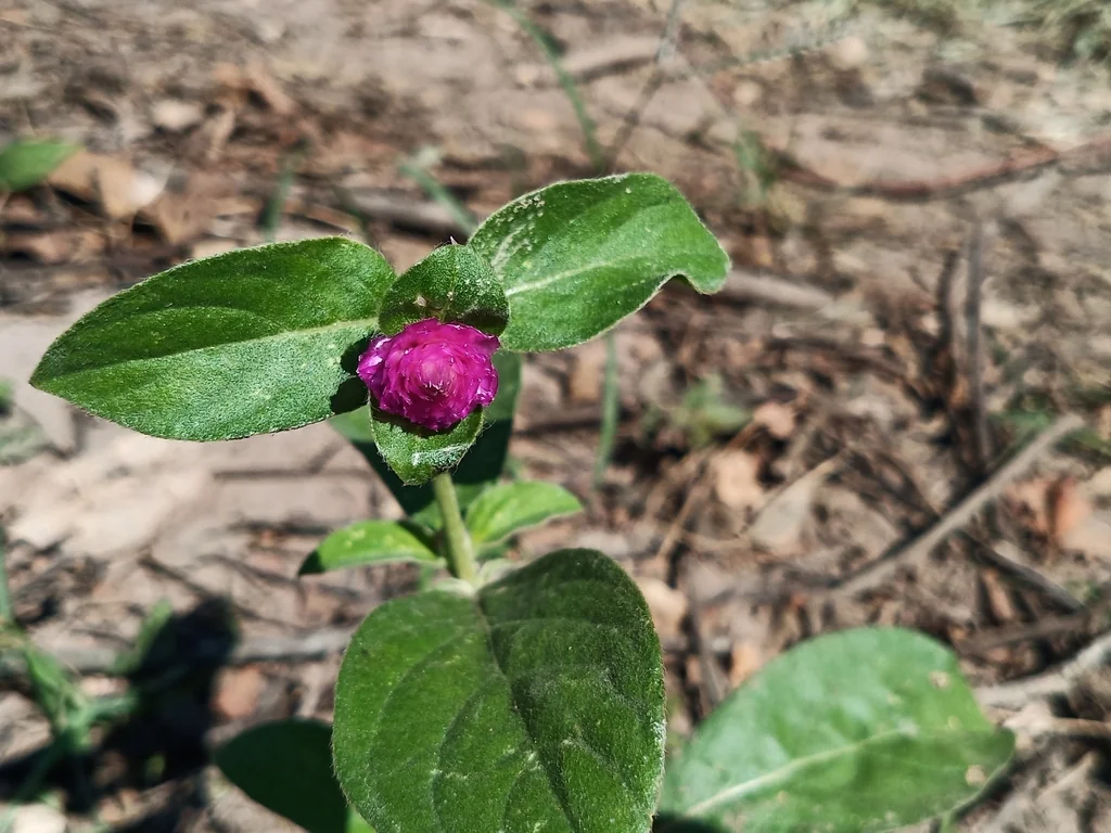 Gomphrena Globosa