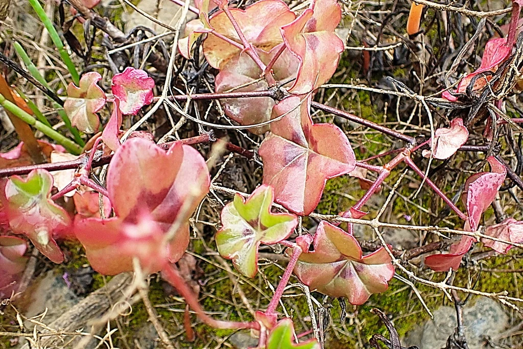 Pelargonium Peltatum