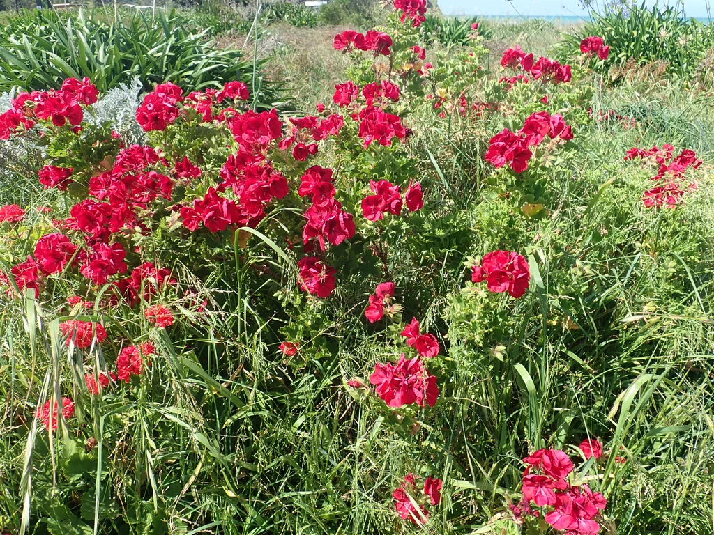 Pelargonium Domesticum